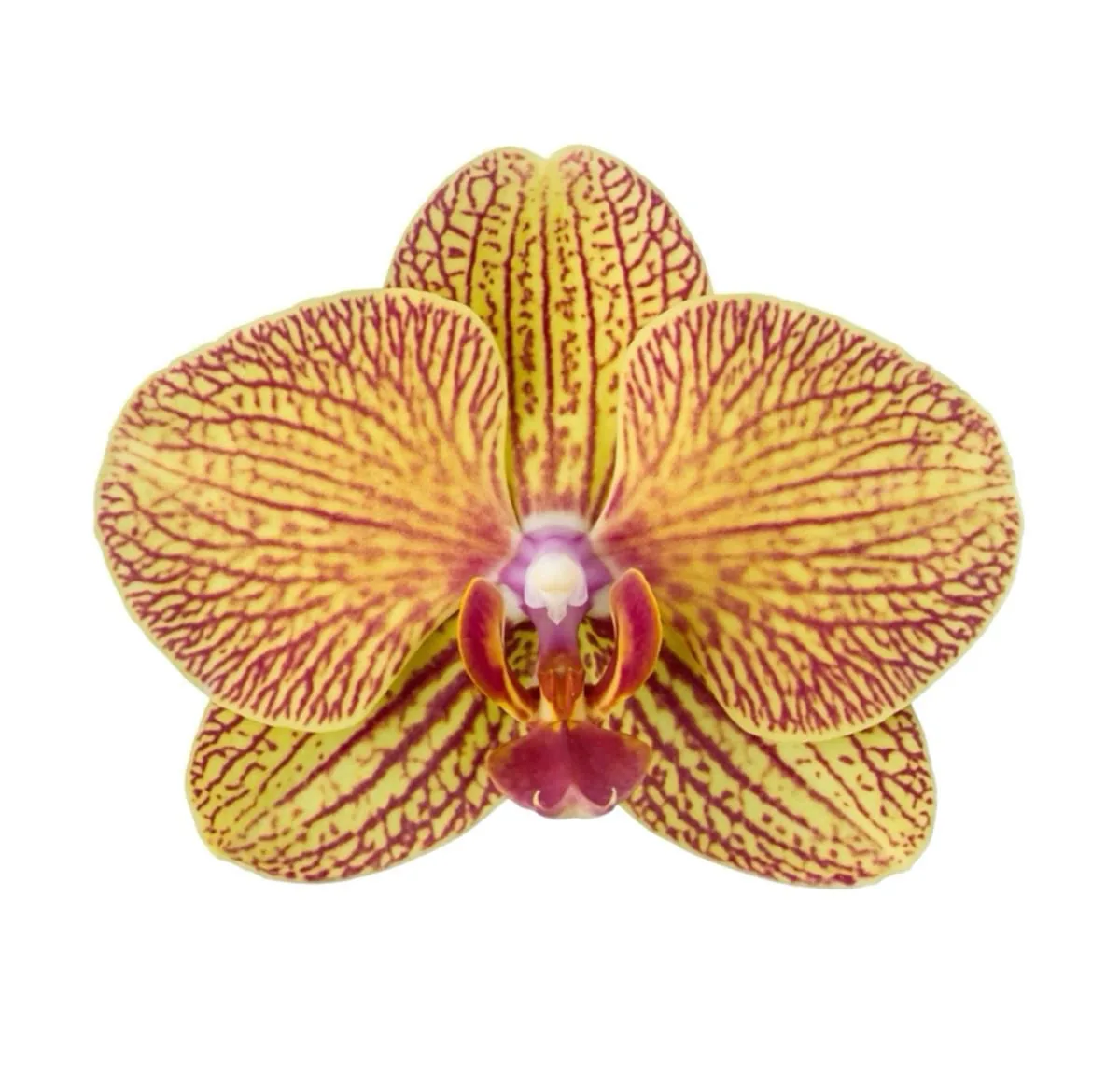 Orquídea Amarilla