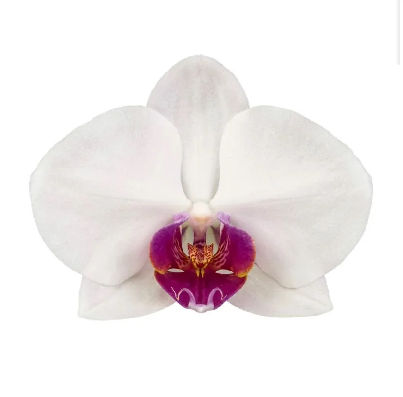 Orquídea Blanca centro fucsia