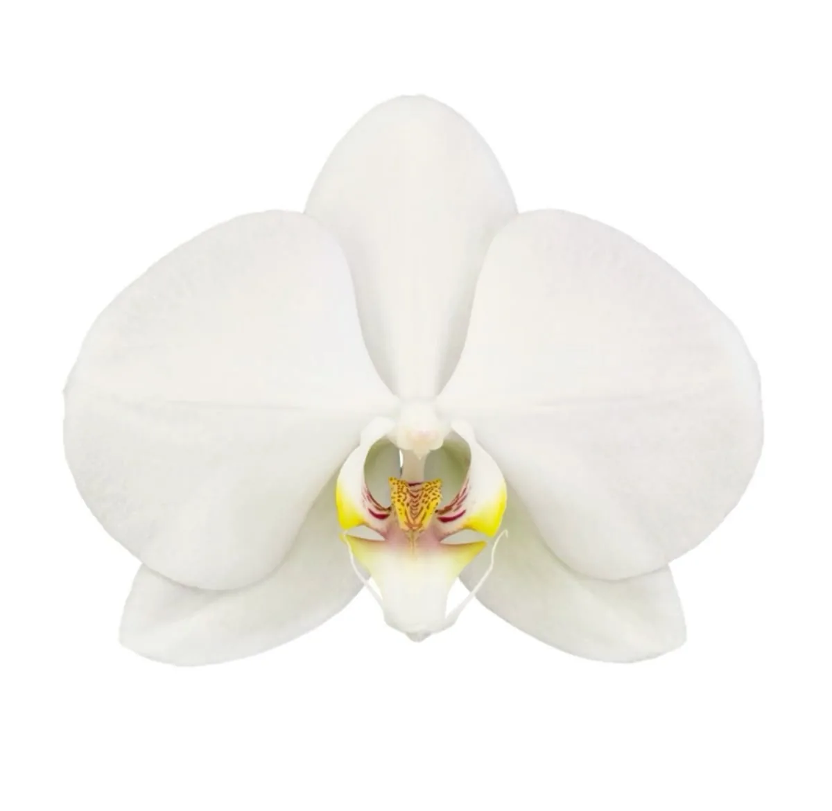 Orquídea Blanca