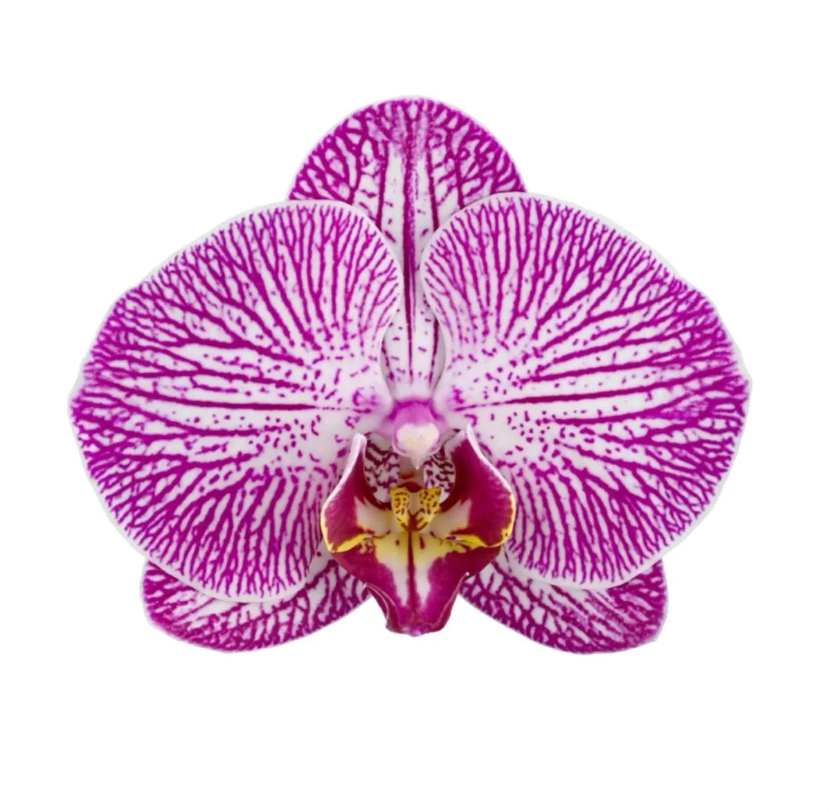 Orquídea Fucsia