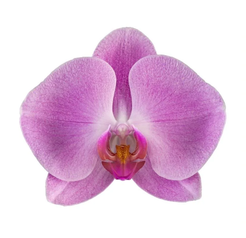 Orquídea Rosa